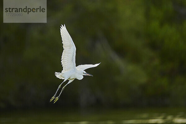 Silberreiher (Ardea alba) im Flug  Parc Naturel Regional de Camargue; Camargue  Frankreich