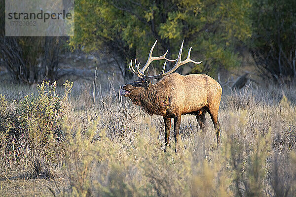 Ein prächtiger Elchbulle (Cervus canadensis)  der während der Herbstbrunst im Slippery Ann Elk Viewing Area im Charles M. Russell National Wildlife Refuge  Montana; Montana  Vereinigte Staaten von Amerika