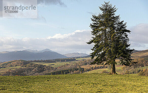 Dominante Waldkiefer (Pinus sylvestris) in schöner schottischer Landschaft in der Nähe von Menzies  Aberfeldy; Aberfeldy  Perth und Kinross  Schottland