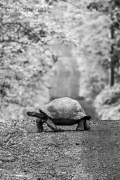 Galapagos-Riesenschildkröte (Chelonoidis niger) beim Überqueren einer unbefestigten Straße im Wald; Galapagos-Inseln  Ecuador