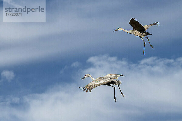 Ein Paar Sandhill Cranes (Antigone canadensis) mit ausgebreiteten Flügeln und baumelnden Beinen bereitet sich auf die Landung im Bosque del Apache National Wildlife Refuge vor; New Mexico  Vereinigte Staaten von Amerika