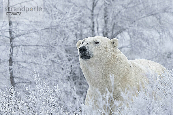 Eisbär (Ursus maritimus) in freier Wildbahn  in der Nähe von Churchill  Manitoba; Churchill  Manitoba  Kanada