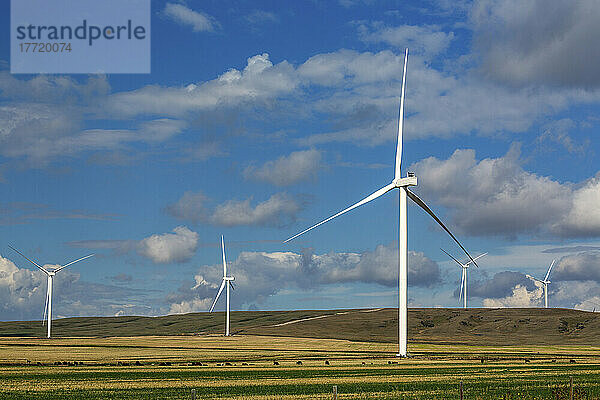Große Metallwindturbinen auf einem Feld mit weidenden Rindern und blauem Himmel und Wolken; Alberta  Kanada