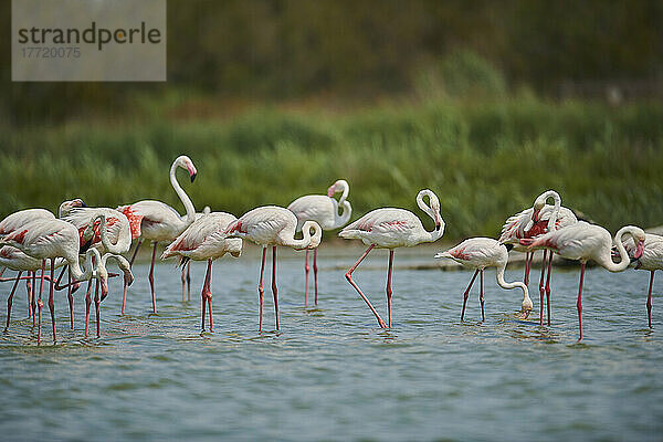 Große Flamingos (Phoenicopterus roseus) stehen zusammen im Wasser  Parc Naturel Regional de Camargue; Frankreich