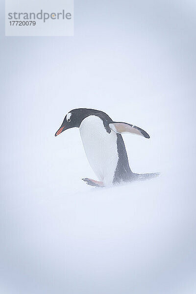 Eselspinguin (Pygoscelis papua) geht mit erhobenem Fuß einen Hang hinunter; Antarktis