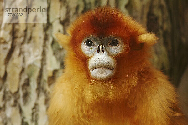 Porträt eines Goldenen Stumpfnasenaffen (Rhinopithecus roxellana) im Zoo von Nanjing; Nanjing  Provinz Jiangsu  China