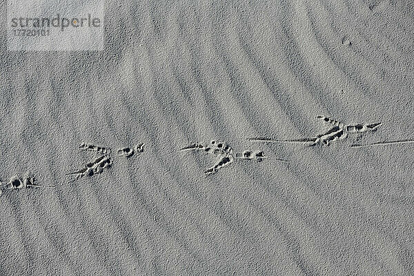 Vogelspuren im weißen Gipssand des White Sands National Monument; Alamagordo  New Mexico  Vereinigte Staaten von Amerika