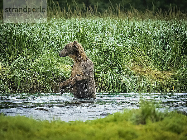 Küstenbraunbär (Ursus arctos horribilis) auf den Hinterbeinen stehend im Wasser beim Lachsfang im Geographic Harbor; Katmai National Park and Preserve  Alaska  Vereinigte Staaten von Amerika