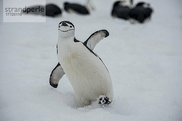 Zügelpinguin (Pygoscelis antarcticus)) auf der Süd-Shetland-Insel in der Antarktis; Antarktis