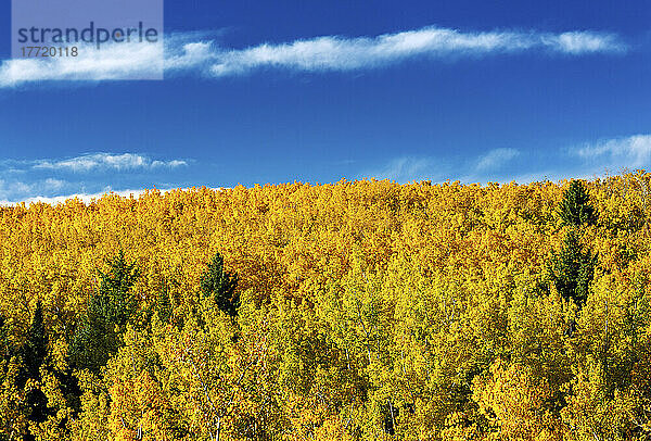 Bunte Herbstbäume auf einem Hügel mit blauem Himmel und Wolken; Calgary  Alberta  Kanada