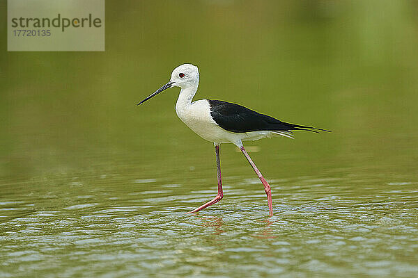 Stelzenläufer (Himantopus himantopus) beim Waten im seichten Wasser  Parc Naturel Regional de Camargue; Camargue  Frankreich