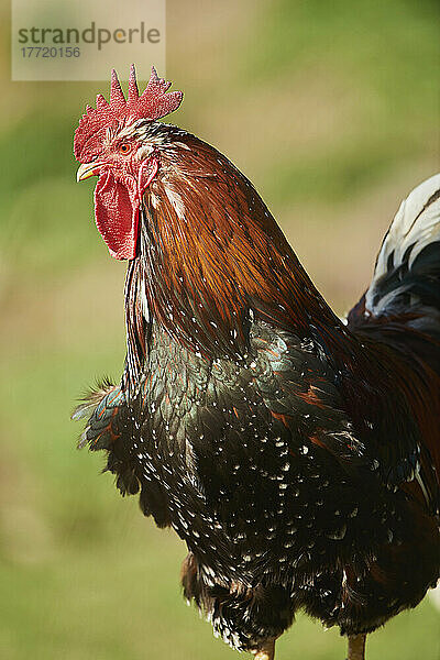 Porträt eines Huhns (Gallus gallus domesticus)  Hahn  auf einer Wiese; Oberpfalz  Bayern  Deutschland