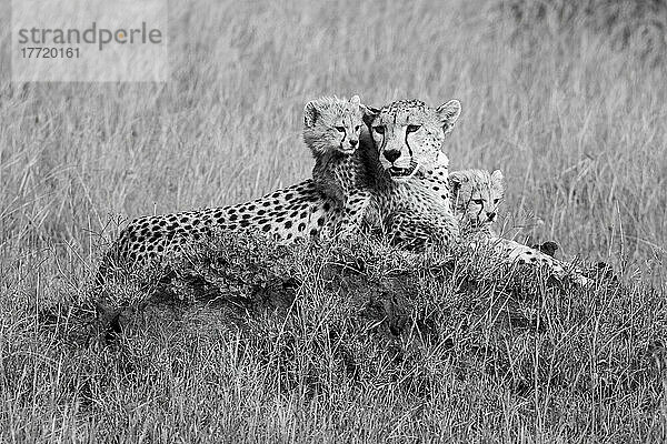 Geparden (Acinonyx jubatus)  Muttertier mit Jungtieren  die auf einem Hügel in der Grassavanne des Grumeti-Wildreservats ruhen; Tansania