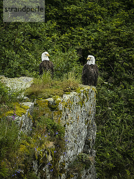 Porträt von zwei Weißkopfseeadlern (Haliaeetus leucocephalus)  die auf einem Felsen in der Kinak Bay sitzen; Katmai National Park and Preserve  Alaska  Vereinigte Staaten von Amerika