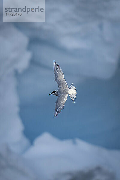 Antarktische Seeschwalbe (Sterna vittata) fliegt an blauen Eisklippen vorbei; Antarktis