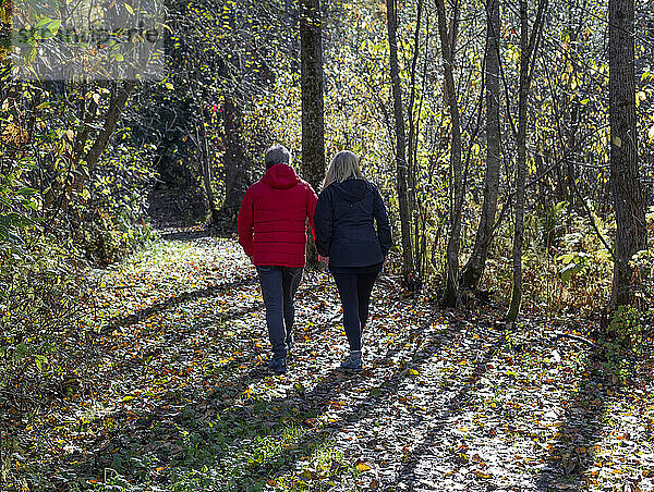 Älteres Paar  das sich an den Händen hält und auf einem Waldweg spazieren geht  der im Herbst mit gefallenen Blättern übersät ist; Smithers  British Columbia  Kanada