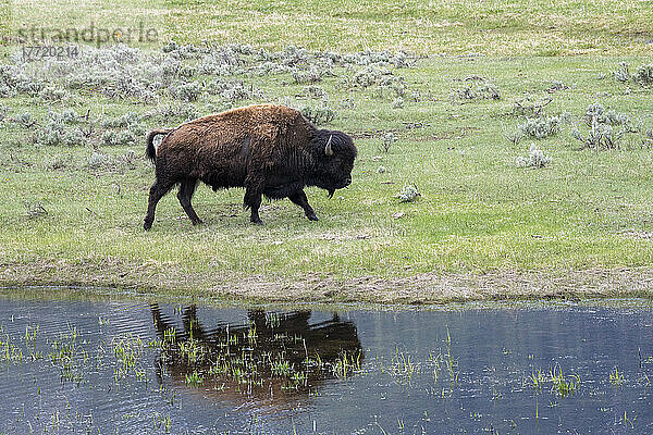 Bison (Bison bison)  der sich in einem Teich im Lamar Valley des Yellowstone National Park spiegelt; Wyoming  Vereinigte Staaten von Amerika