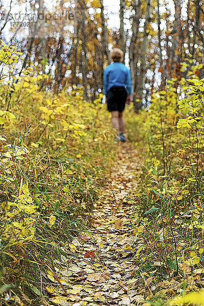 Gefallene Blätter bedecken den Waldweg  auf dem eine Wanderin inmitten der Herbstfarben wandert; Calgary  Alberta  Kanada