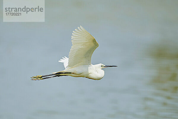 Silberreiher (Ardea alba) im Flug über Wasser  Parc Naturel Regional de Camargue; Camargue  Frankreich