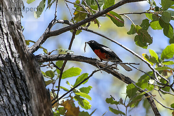 Gartenrotschwanz (Myioborus pictus) bei der Fütterung einer Raupe im The Nature Conservancy Ramsey Canyon Preserve in den Huachuca Mountains im Südosten von Arizona; Sierra Vista  Arizona  Vereinigte Staaten von Amerika