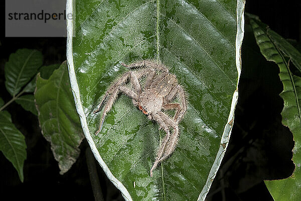 Haarige Spinne auf einem grünen Blatt mit weißen Rändern im Regenwald des Gunung Mulu National Park; Sarawak  Borneo  Malaysia