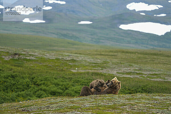 Braunbär (Ursus arctos horribilis)  der in einem Feld liegt und seine beiden Jungen säugt; Katmai National Park and Preserve  Alaska  Vereinigte Staaten von Amerika