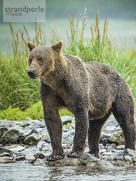 Nahaufnahme eines jungen Küstenbraunbären (Ursus arctos horribilis)  der bei Ebbe am Ufer steht  während er im Geographic Harbor nach Lachsen fischt; Katmai National Park and Preserve  Alaska  Vereinigte Staaten von Amerika