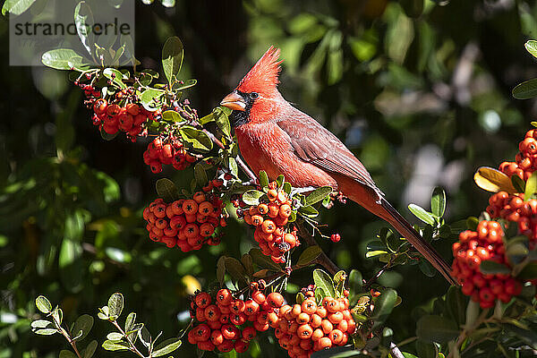 Männlicher Nördlicher Kardinal (Cardinalis cardinalis) in leuchtend roten Pryracnatha-Beeren auf der Cave Creek Ranch in den Chiricahua Mountains im Südosten Arizonas; Portal  Arizona  Vereinigte Staaten von Amerika