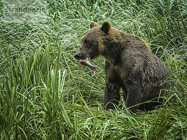 Küstenbraunbär (Ursus arctos horribilis)  der am grasbewachsenen Ufer sitzt und frisch gefangenen Lachs frisst  beim Lachsfang im Geographic Harbor; Katmai National Park and Preserve  Alaska  Vereinigte Staaten von Amerika