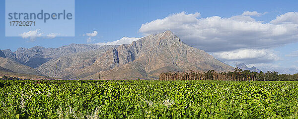 Üppige Weinreben in einem Weinberg mit Berggipfel in der Ferne in der Cape Winelands Region  Franschhoek; Westkap  Südafrika