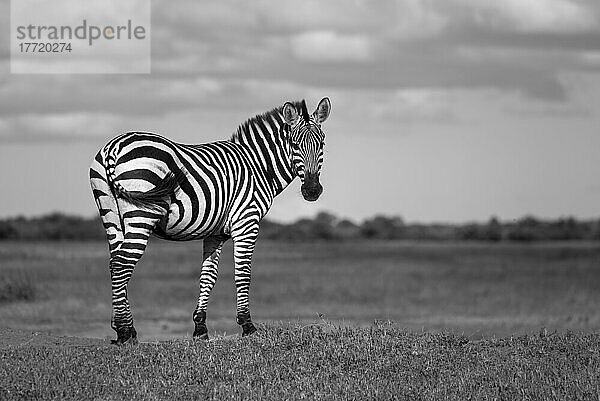 Porträt eines Burchell-Zebras (Equus quagga burchellii)  das auf einer grasbewachsenen Bank in der Savanne im Grumeti Serengeti Tented Camp steht  sich umdreht und umschaut; Grumeti  Tansania