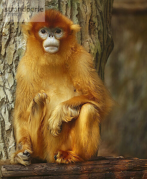 Porträt eines Goldenen Stumpfnasenaffen (Rhinopithecus roxellana) im Zoo von Nanjing; Nanjing  Provinz Jiangsu  China