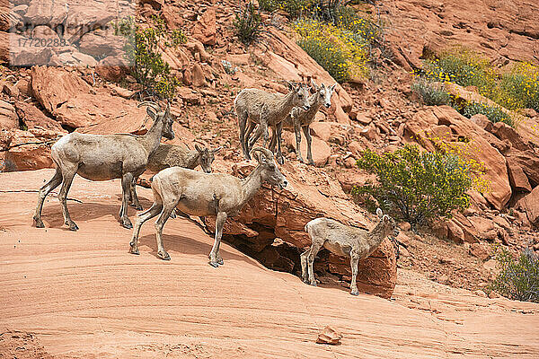 Wüstenbockschafe (Ovis canadensis nelsoni) und Lämmer in roten Felsen mit gelb blühendem Brittlebush (Encelia farinosa) im Valley of Fire State Park  Nevada; Nevada  Vereinigte Staaten von Amerika