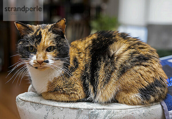 Katze  die zu Hause auf einem Kissen liegt; St. Albert  Alberta  Kanada