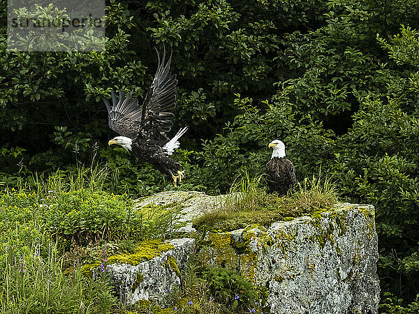 Zwei Weißkopfseeadler (Haliaeetus leucocephalus)  einer im Flug und einer auf einem Felsen in der Kinak Bay; Katmai National Park and Preserve  Alaska  Vereinigte Staaten von Amerika