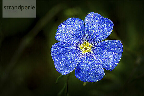 Nahaufnahme einer Leinsamenblüte (Linum usitatissimum) mit Wassertropfen; Calgary  Alberta  Kanada