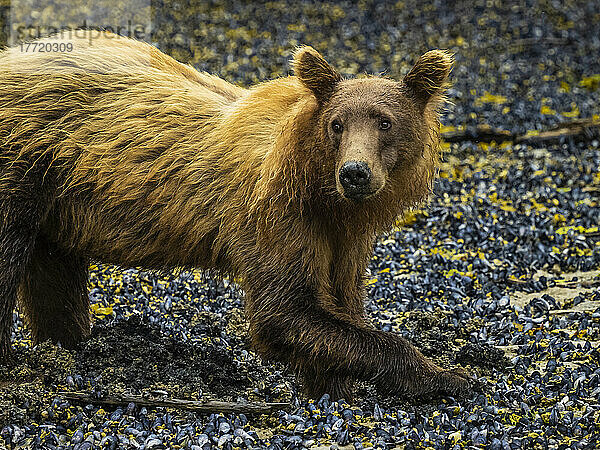 Nahaufnahme eines Küstenbraunbären (Ursus arctos horribilis)  der bei Ebbe im Geographic Harbor nach Muscheln gräbt; Katmai National Park and Preserve  Alaska  Vereinigte Staaten von Amerika