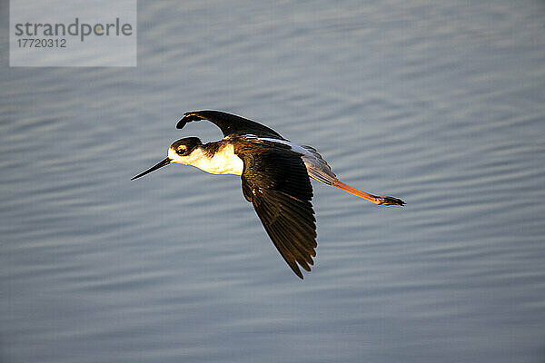 Schwarznacken-Stelzenläufer (Himantopus mexicanus) im Flug über Wasser im Bayland Nature Preserve; Palo Alto  Kalifornien  Vereinigte Staaten von Amerika