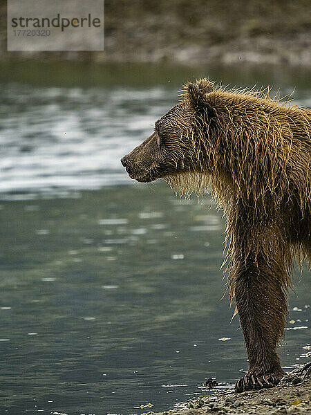 Porträt eines Küstenbraunbären (Ursus arctos horribilis)  der am Ufer steht und in der Kinak-Bucht nach Lachsen fischt; Katmai National Park and Preserve  Alaska  Vereinigte Staaten von Amerika