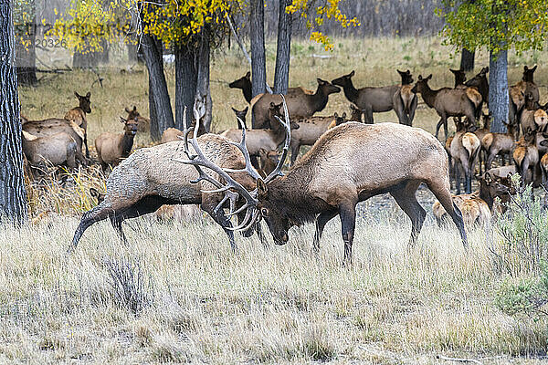 Zwei große Elchbullen (Cervus canadensis) beim Sparring während der Herbstbrunst in der Slippery Ann Elk Viewing Area im Charles M. Russell National Wildlife Refuge  Montana; Montana  Vereinigte Staaten von Amerika