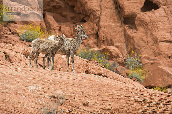 Wüstenbock (Ovis canadensis nelsoni)  Mutterschaf und Lamm in den roten Felsen mit gelb blühendem Brittlebush (Encelia farinosa) im Valley of Fire State Park  Nevada; Nevada  Vereinigte Staaten von Amerika