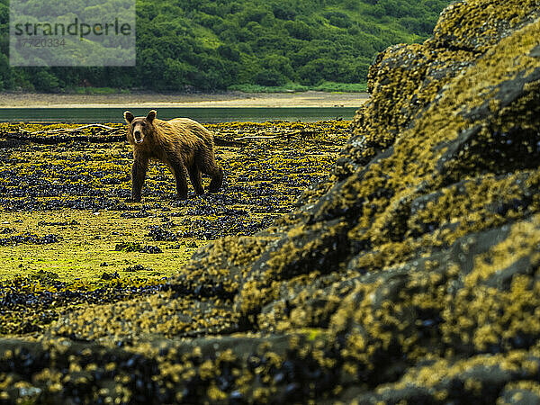 Porträt eines jungen Küsten-Braunbären (Ursus arctos horribilis)  der bei Ebbe Muscheln im Geographic Harbor gräbt; Katmai National Park and Preserve  Alaska  Vereinigte Staaten von Amerika