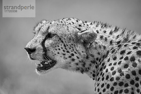 Nahaufnahme eines Geparden (Acinonyx jubatus)  der in die Savanne der Serengeti schaut; Tansania