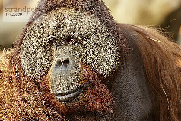 Porträt eines männlichen Borneo-Orang-Utans (Pongo pygmaeus) im Zoo von Nanjing; Nanjing  Provinz Jiangsu  China