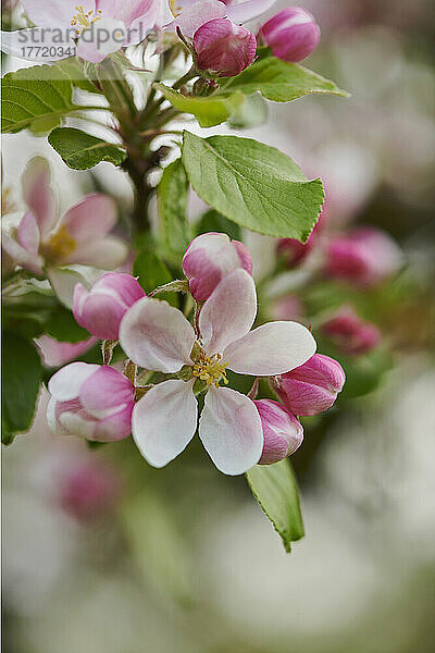 Nahaufnahme von zarten Blüten und Blättern eines Hausapfelbaums (Malus domestica) im Frühling; Bayerischer Wald  Bayern  Deutschland