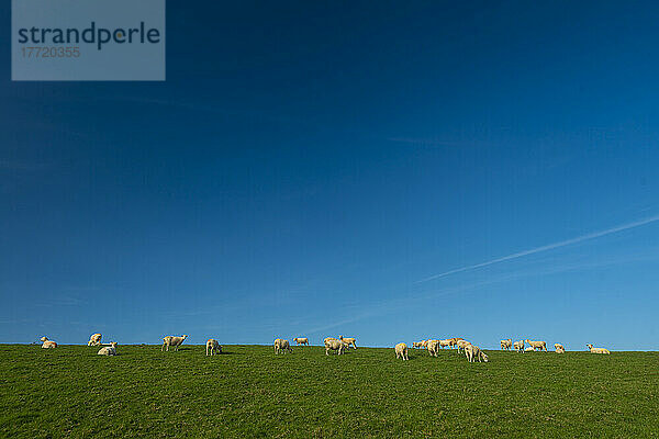 Schafe grasen auf grünem Gras auf einem Feld in der Nähe von Gorran Haven; Cornwall  England  Vereinigtes Königreich