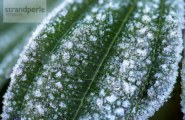 Kristallisierter Frost auf einem Viburnum-Blatt; Olympia  Washington  Vereinigte Staaten von Amerika