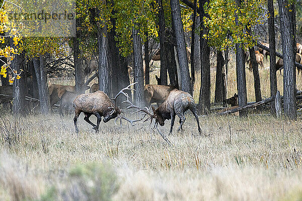 Zwei große Elchbullen (Cervus canadensis) beim Sparring während der Herbstbrunst in der Slippery Ann Elk Viewing Area im Charles M. Russell National Wildlife Refuge  Montana; Montana  Vereinigte Staaten von Amerika