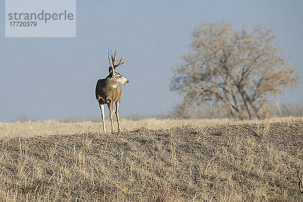 Maultierhirschbock (Odocoileus hemionis) im Rocky Mountain Arsenal Wildlife Refuge bei Denver  Colorado  USA; Colorado  Vereinigte Staaten von Amerika