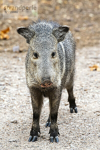 Javalina  oder Halsbandpekari (Pecari tajacu)  auf der Cave Creek Ranch in den Chiricahua Mountains im Südosten Arizonas; Portal  Arizona  Vereinigte Staaten von Amerika